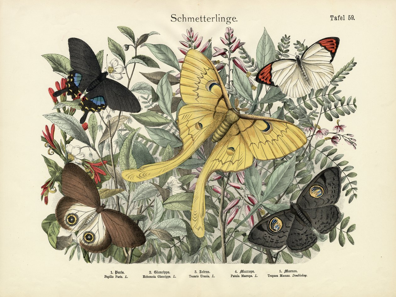 तितलियाँ, c.1860 द्वारा जर्मन स्कूल