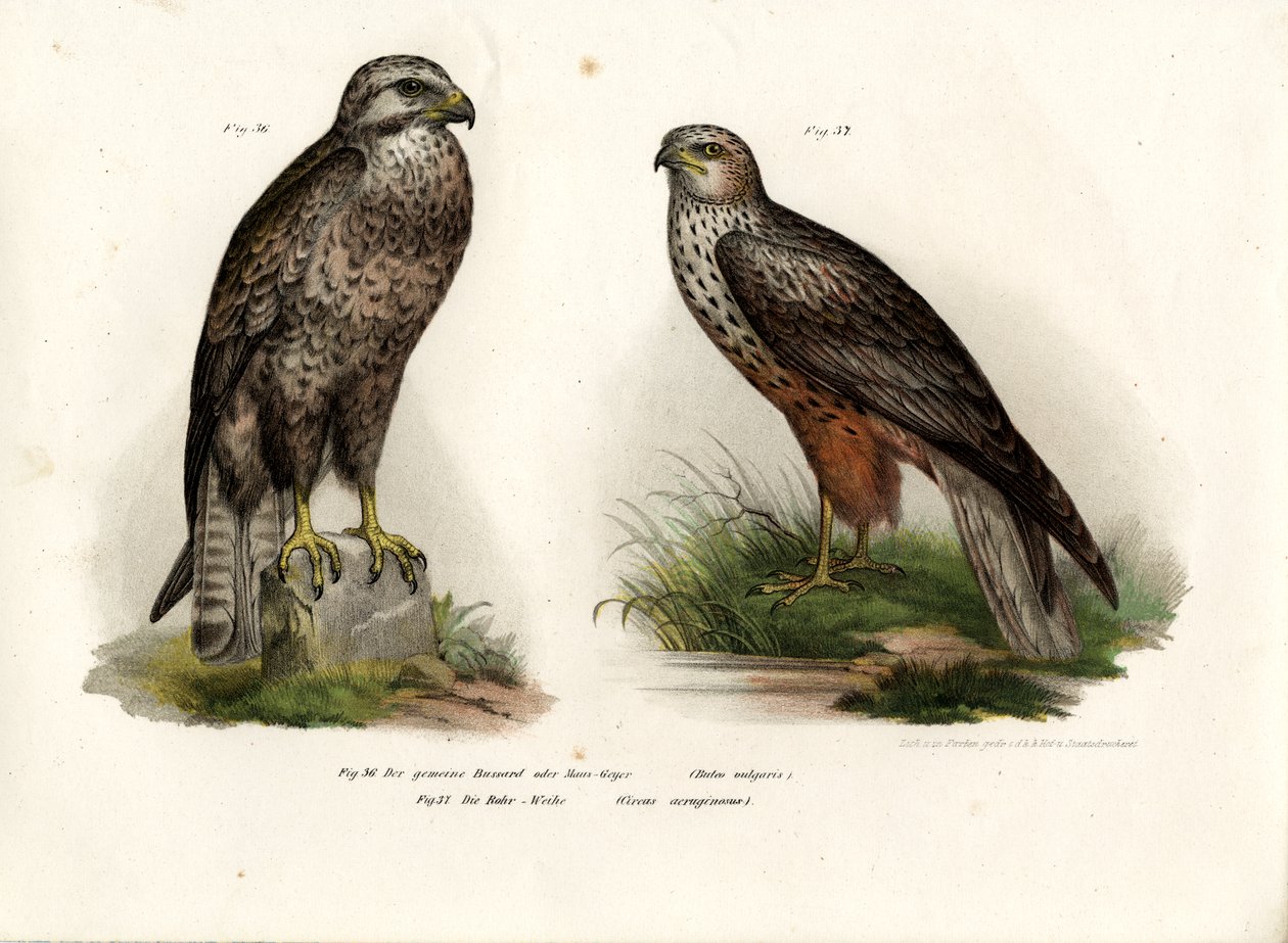 बज़ार्ड, 1864 द्वारा जर्मन स्कूल