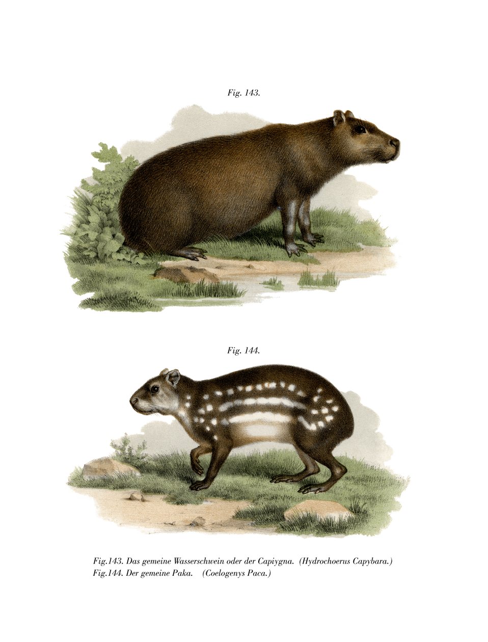 कैप्यबारा, 1860 द्वारा जर्मन स्कूल