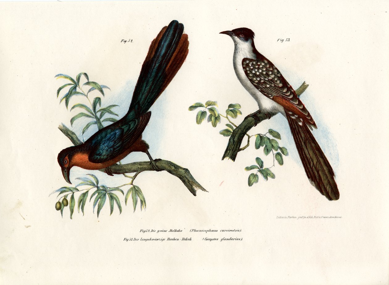चेस्टनट-ब्रेस्ट मल्कोहा, 1864 द्वारा जर्मन स्कूल