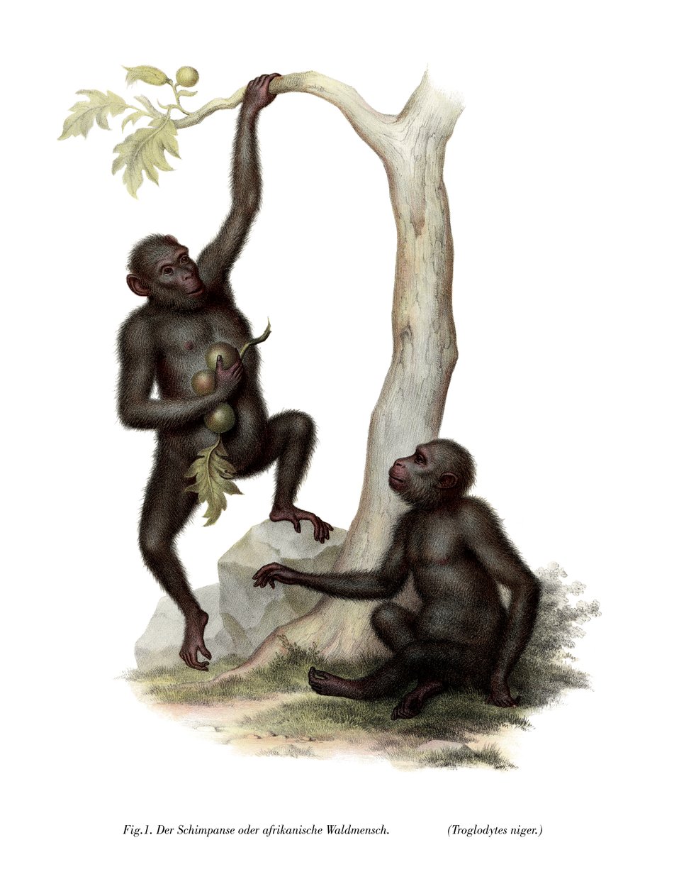 चिंपांजी, 1860 द्वारा जर्मन स्कूल