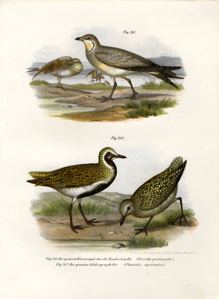 कॉलरटेडिनकोले, 1864 द्वारा जर्मन स्कूल