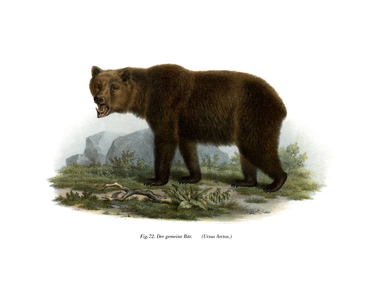 आम भालू, 1860 द्वारा जर्मन स्कूल