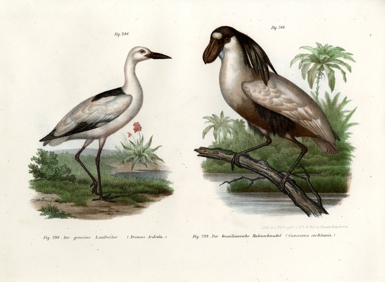 क्रैब प्लोवर, 1864 द्वारा जर्मन स्कूल