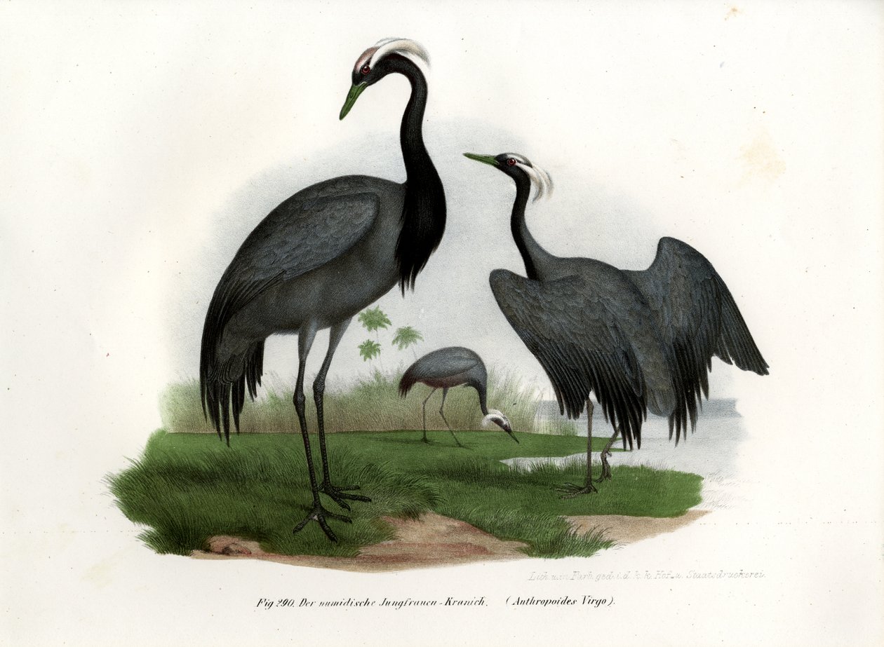 डेमोइज़ेल क्रेन, 1864 द्वारा जर्मन स्कूल