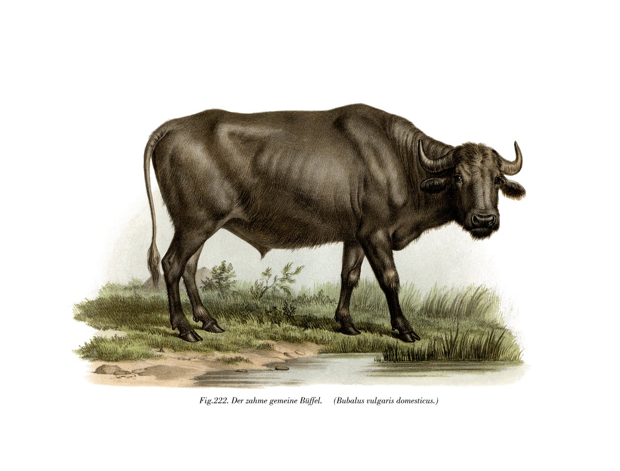 घरेलू भैंस, 1860 द्वारा जर्मन स्कूल