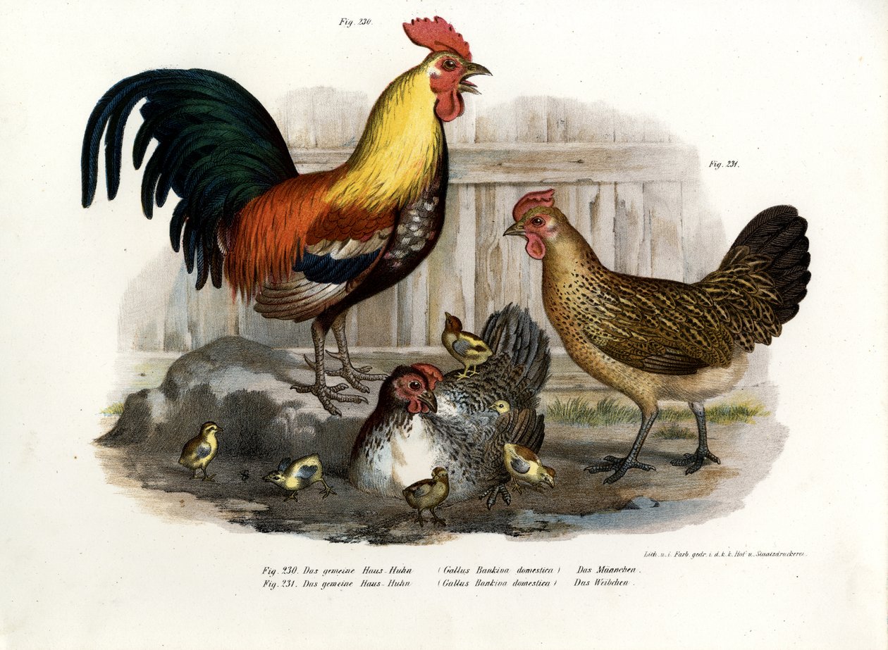 घरेलू फाउल, 1864 द्वारा जर्मन स्कूल