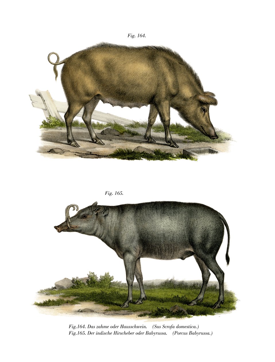 घरेलू सुअर, 1860 द्वारा जर्मन स्कूल