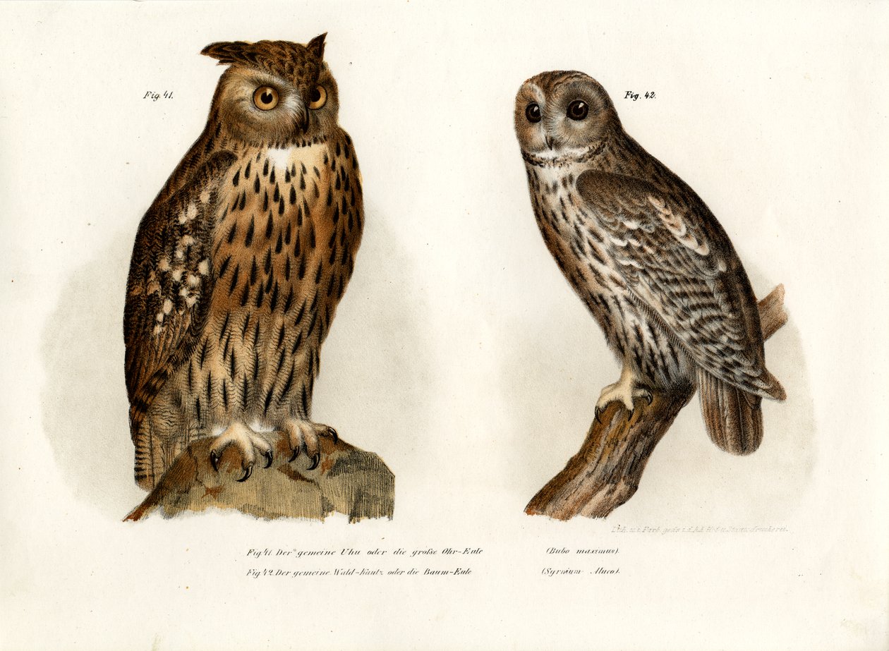 ईगल उल्लू, 1864 द्वारा जर्मन स्कूल