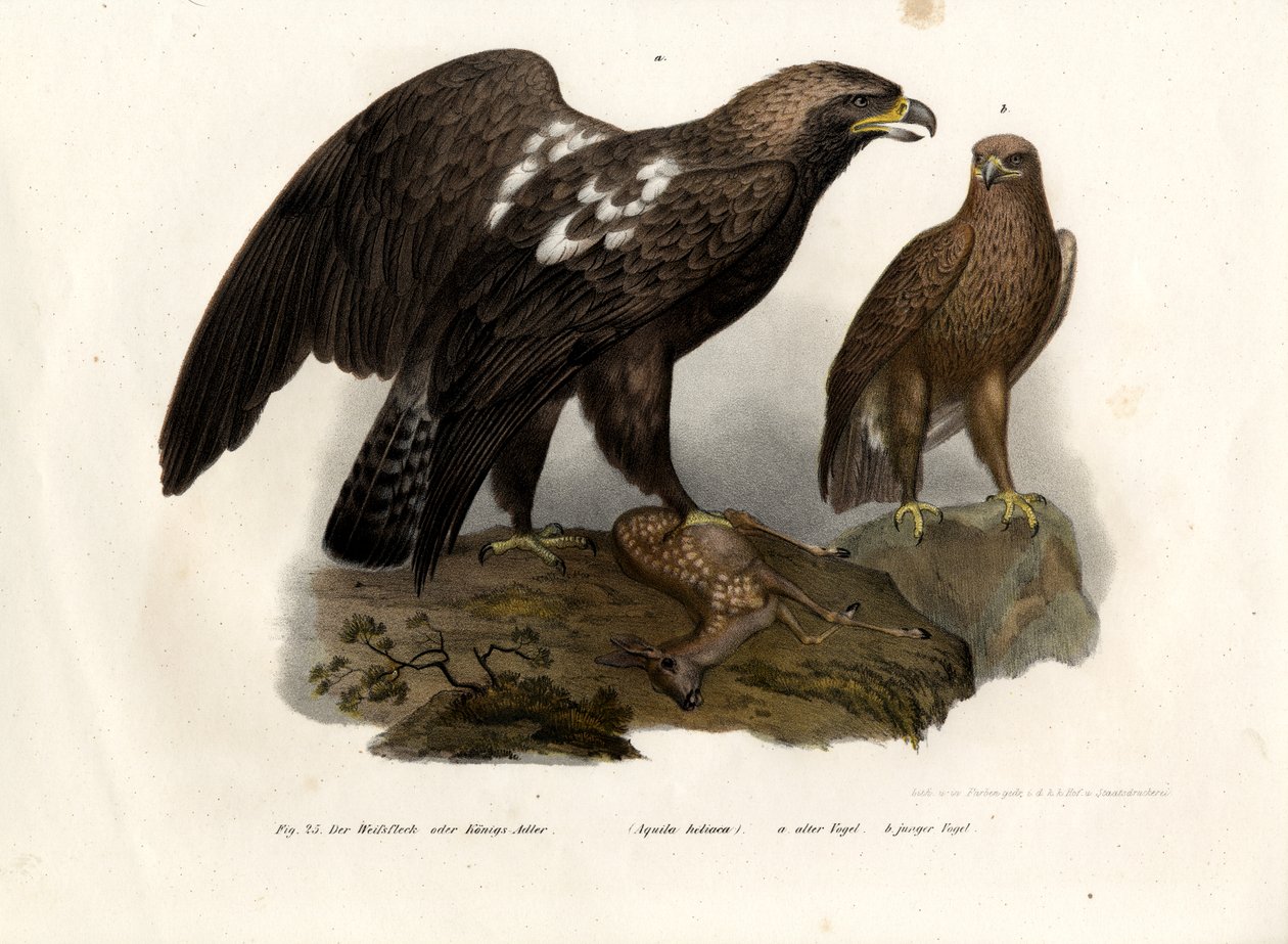 पूर्वी इम्पीरियल ईगल, 1864 द्वारा जर्मन स्कूल