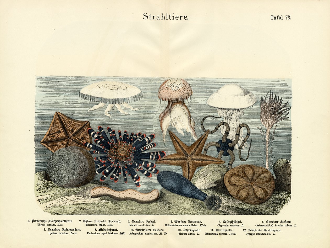 ईचिनोडर्म्स, c.1860 द्वारा जर्मन स्कूल