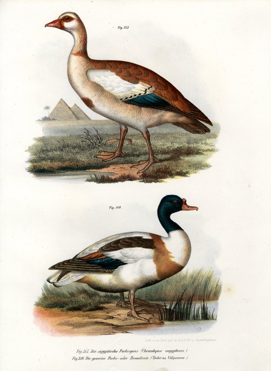 मिस्र का हंस, 1864 द्वारा जर्मन स्कूल