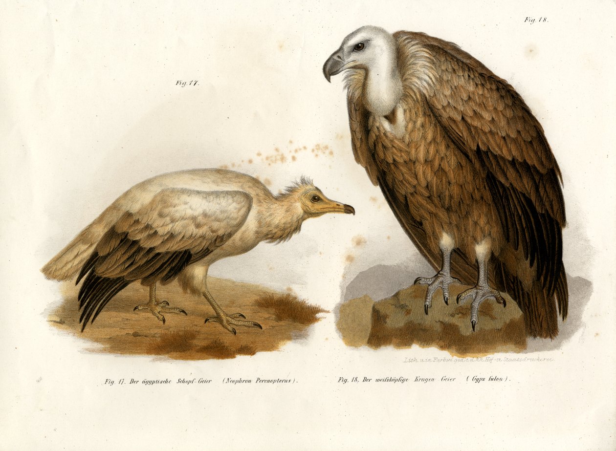 मिस्र का गिद्ध, 1864 द्वारा जर्मन स्कूल