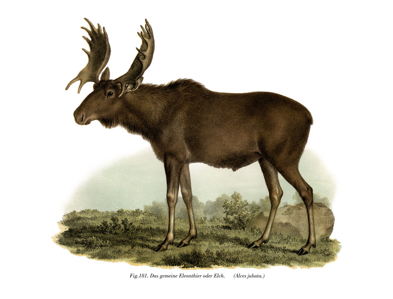 एल्क, 1860 द्वारा जर्मन स्कूल