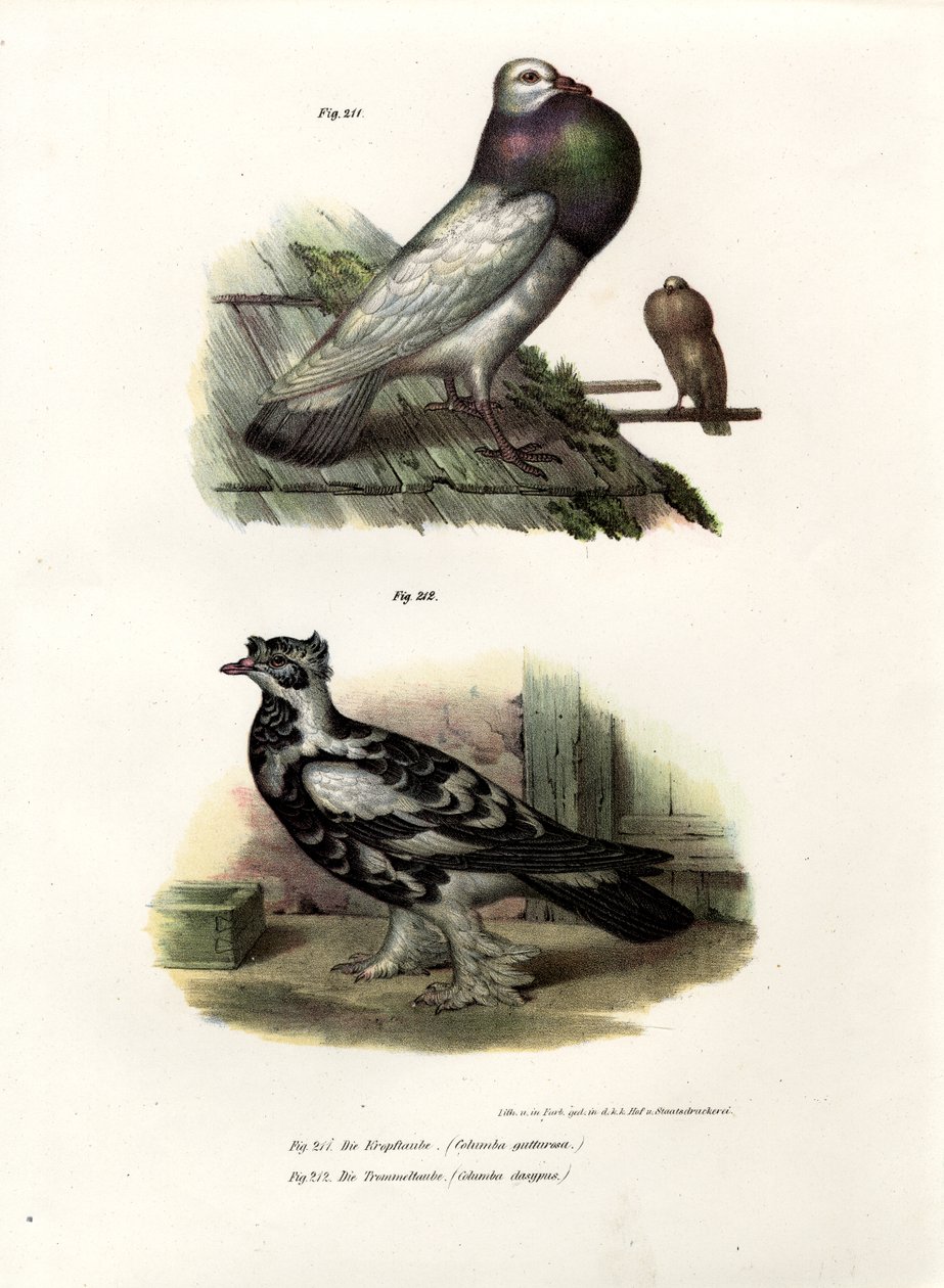 अंग्रेजी क्रॉपर, 1864 द्वारा जर्मन स्कूल