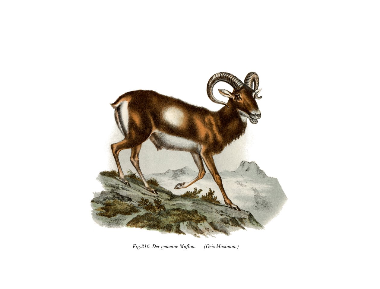 यूरोपीय मौफ्लॉन, 1860 द्वारा जर्मन स्कूल