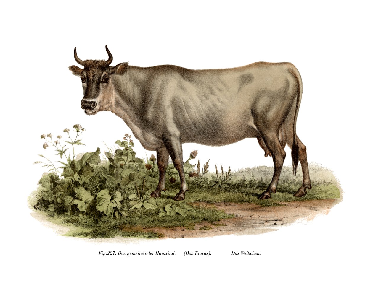 यूरोपीय मवेशी, 1860 द्वारा जर्मन स्कूल