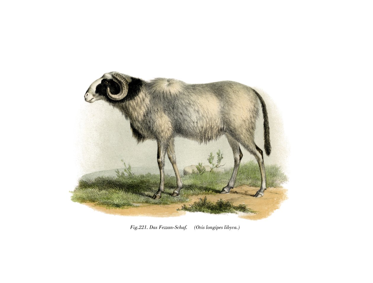 फेज़ान-भेड़, 1860 द्वारा जर्मन स्कूल