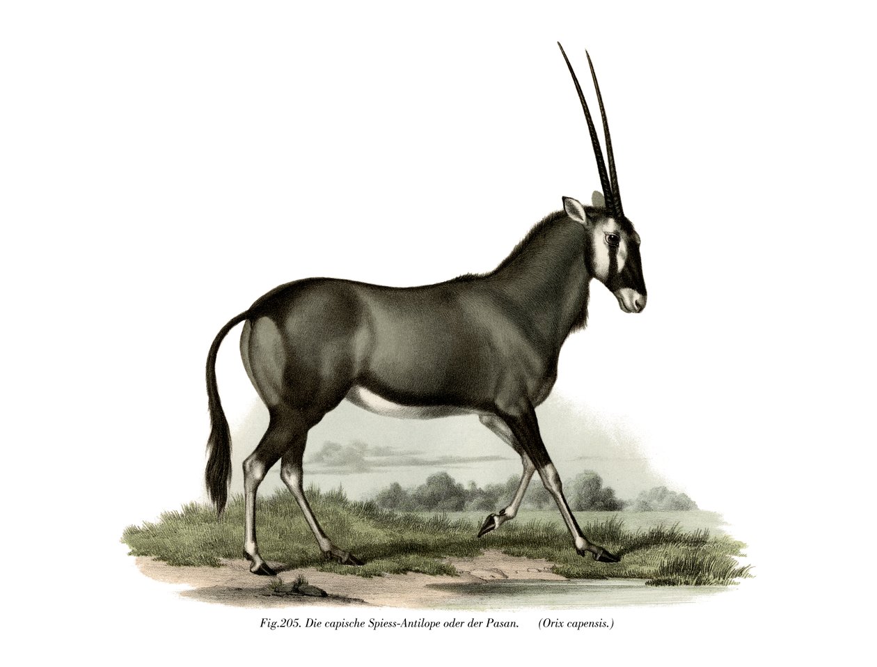 जेम्सबोक, 1860 द्वारा जर्मन स्कूल