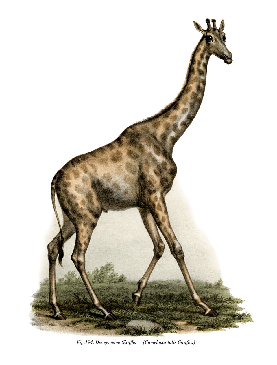 जिराफ, 1860 द्वारा जर्मन स्कूल