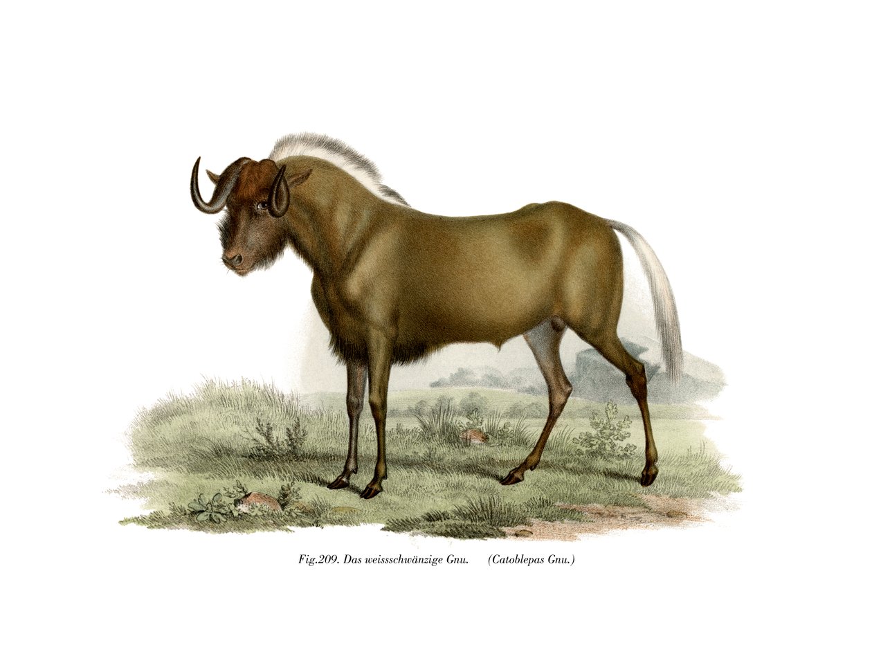ग्नू, 1860 द्वारा जर्मन स्कूल