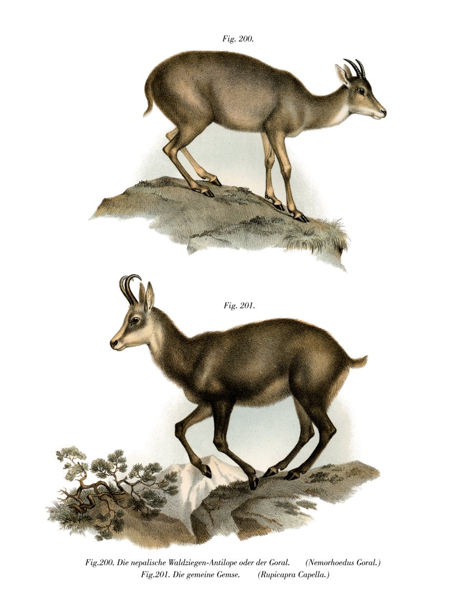 ग्रे गोरल, 1860 द्वारा जर्मन स्कूल