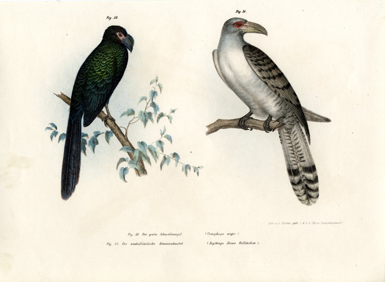 ग्रेटर एनी, 1864 द्वारा जर्मन स्कूल