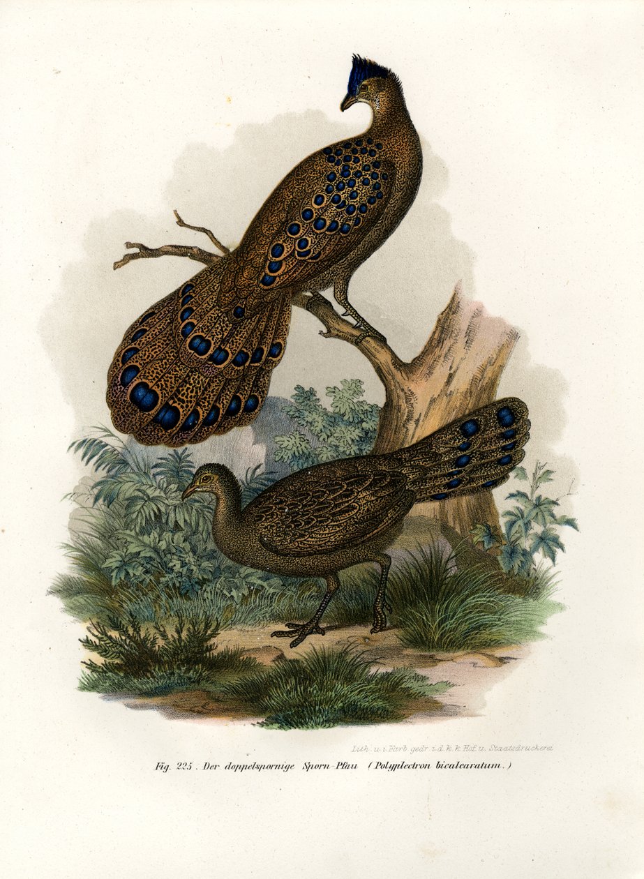 ग्रे मोर-तीतर, 1864 द्वारा जर्मन स्कूल