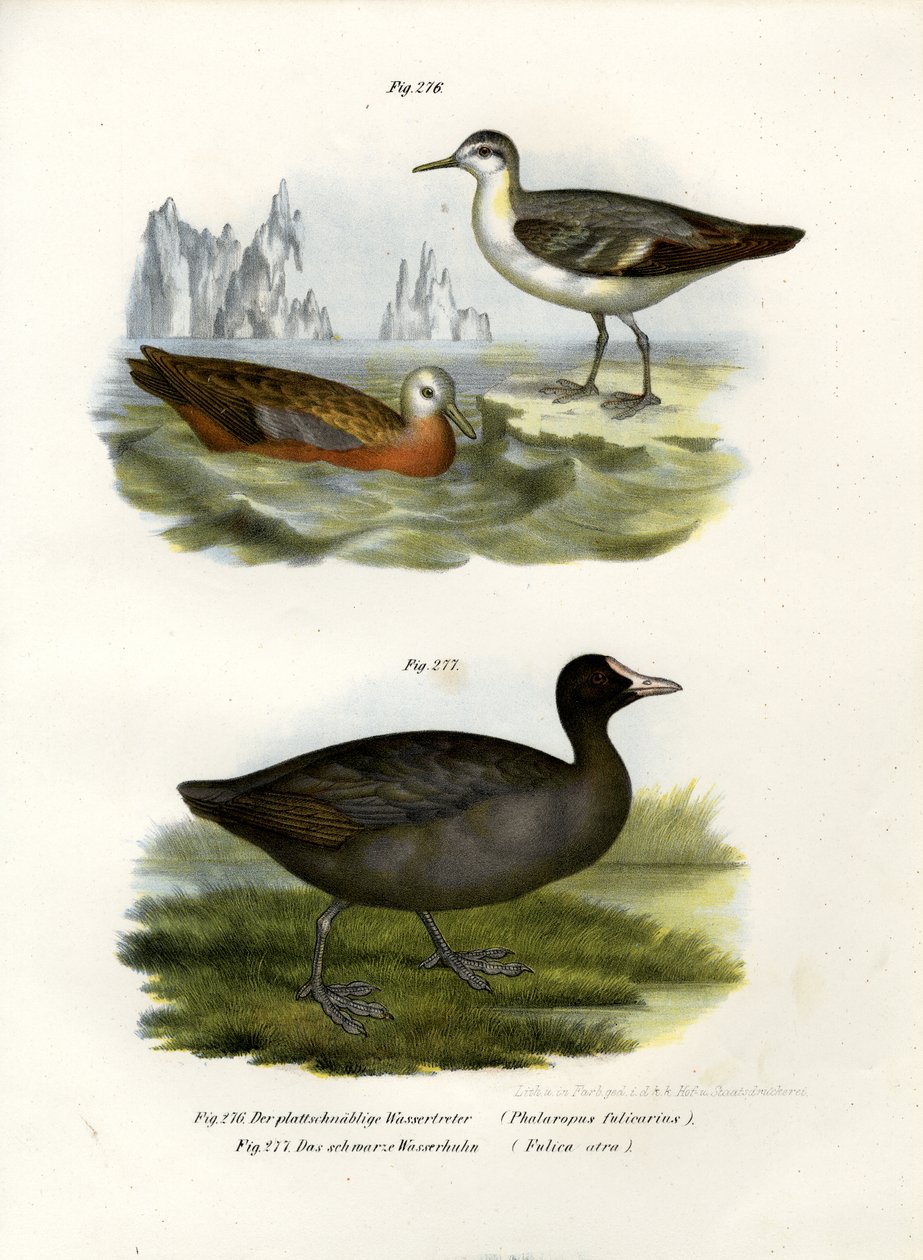 ग्रे फैरलोपे, 1864 द्वारा जर्मन स्कूल