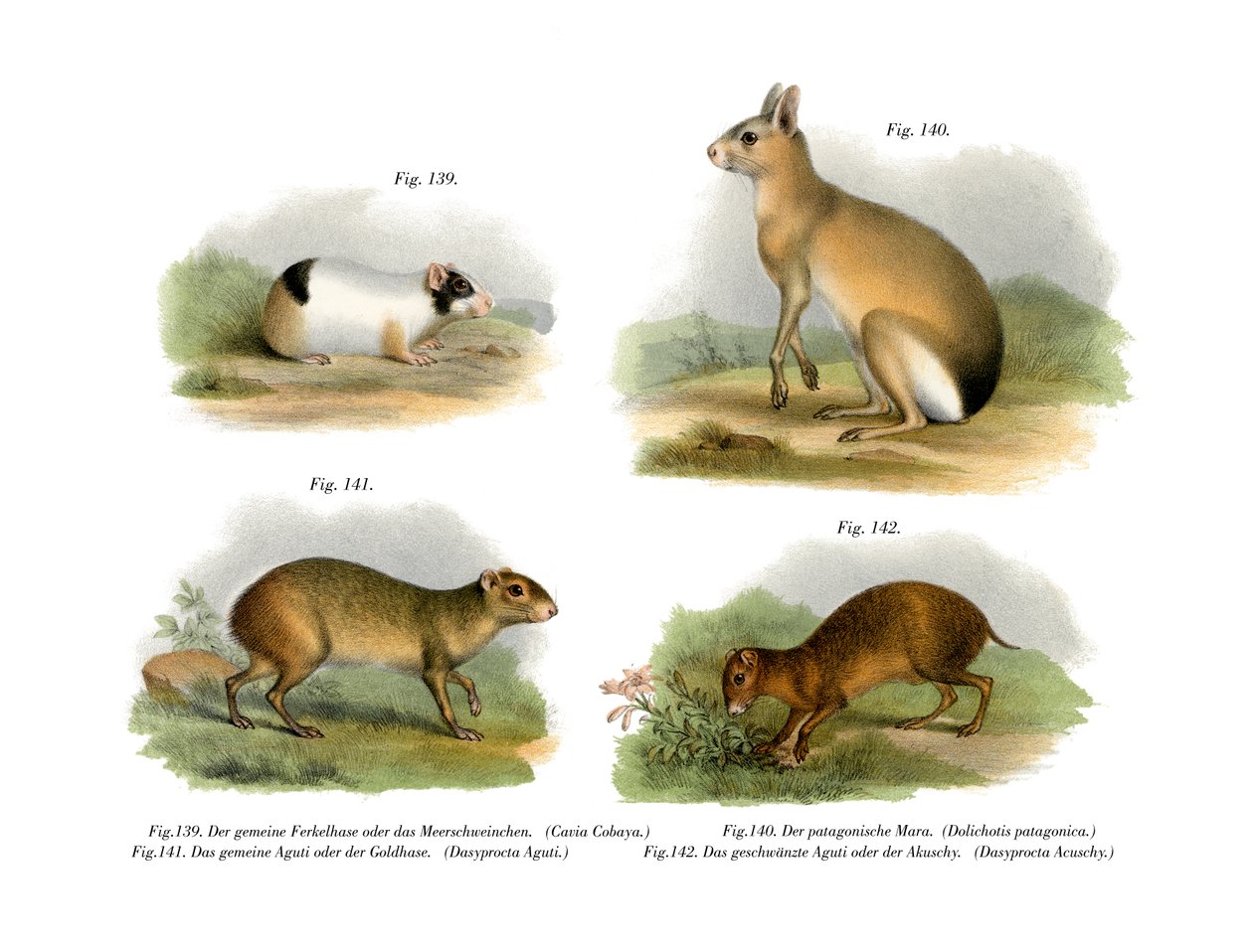 गिनी पिग, 1860 द्वारा जर्मन स्कूल