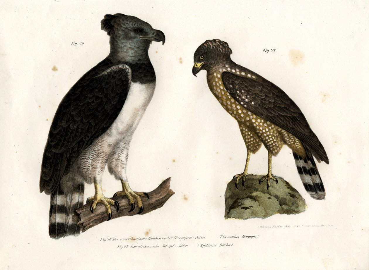 हार्पी ईगल, 1864 द्वारा जर्मन स्कूल