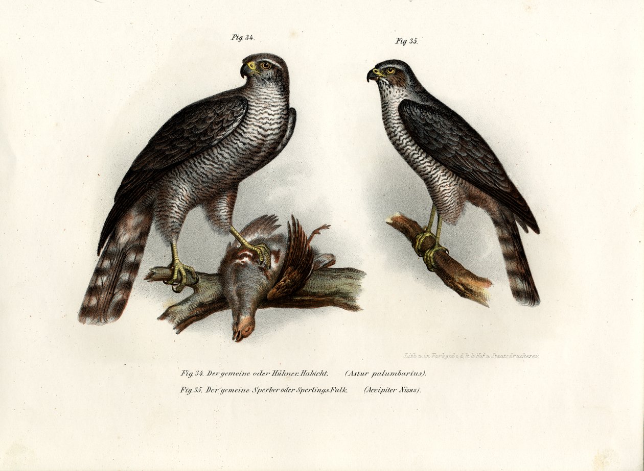 हॉक, 1864 द्वारा जर्मन स्कूल
