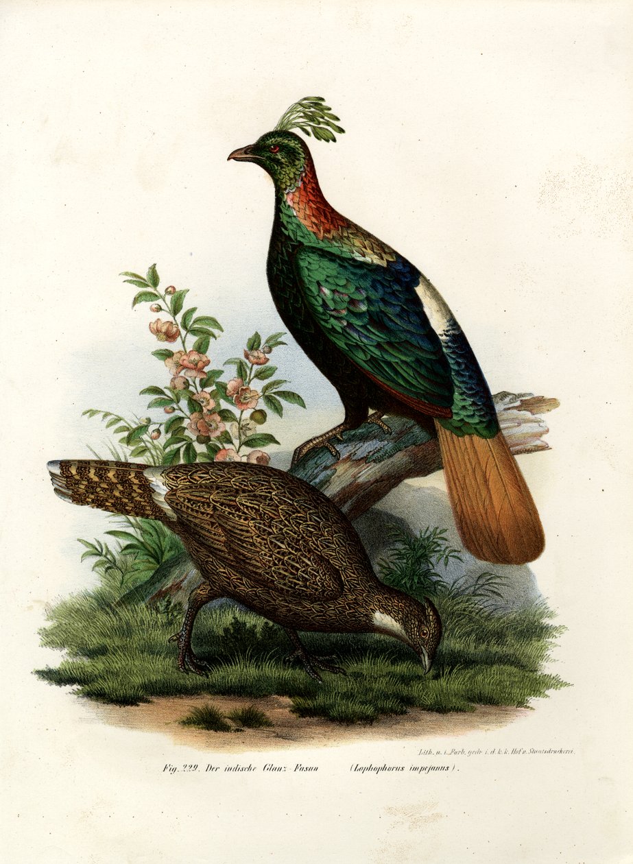 हिमालयन मोनाल तीतर, 1864 द्वारा जर्मन स्कूल