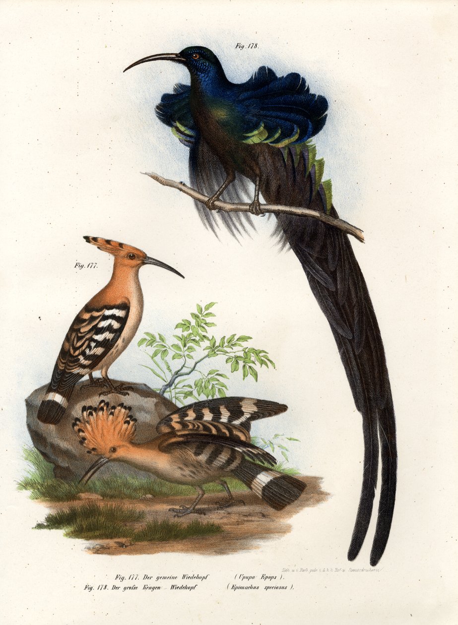 होपोई, 1864 द्वारा जर्मन स्कूल