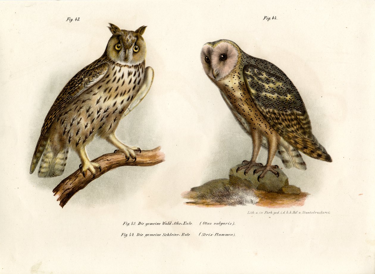 हॉर्नड उल्लू, 1864 द्वारा जर्मन स्कूल