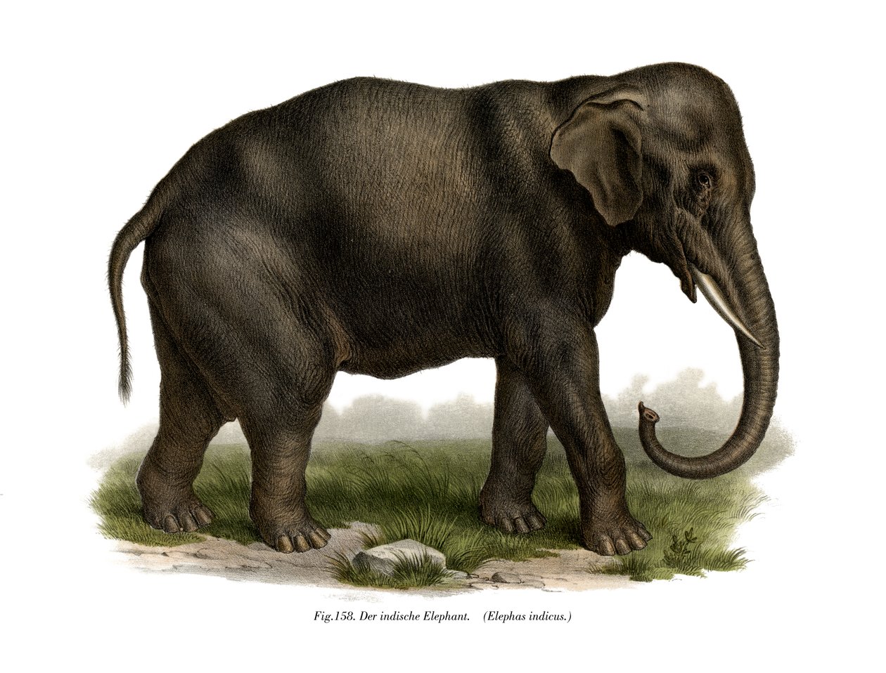 भारतीय हाथी, 1860 द्वारा जर्मन स्कूल