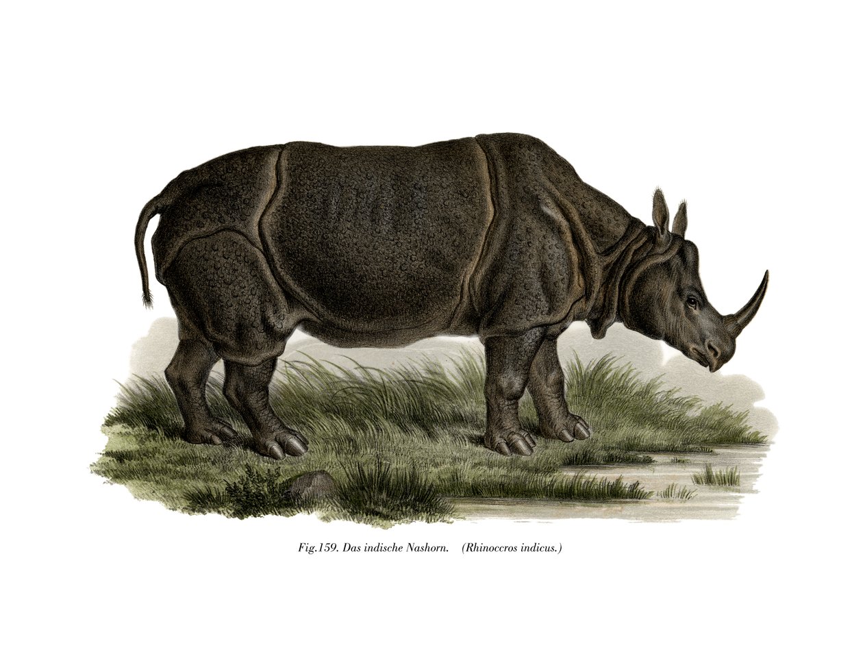 भारतीय गैंडा, 1860 द्वारा जर्मन स्कूल
