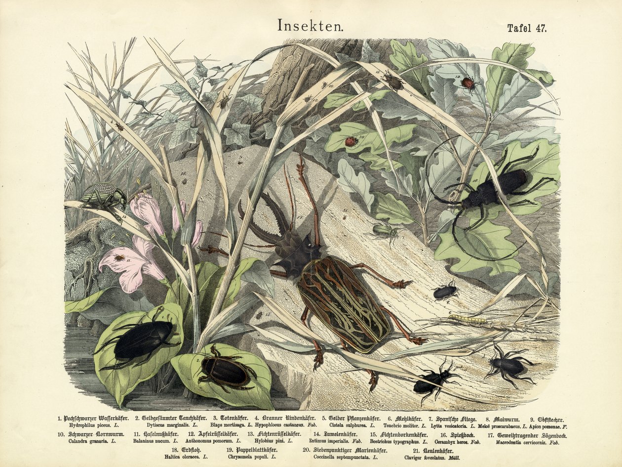 कीड़े, c.1860 द्वारा जर्मन स्कूल