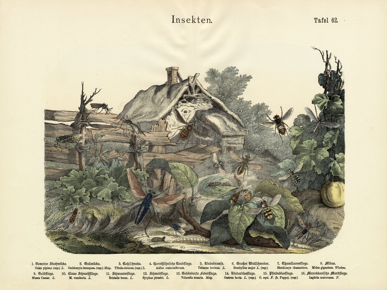 कीड़े, c.1860 द्वारा जर्मन स्कूल