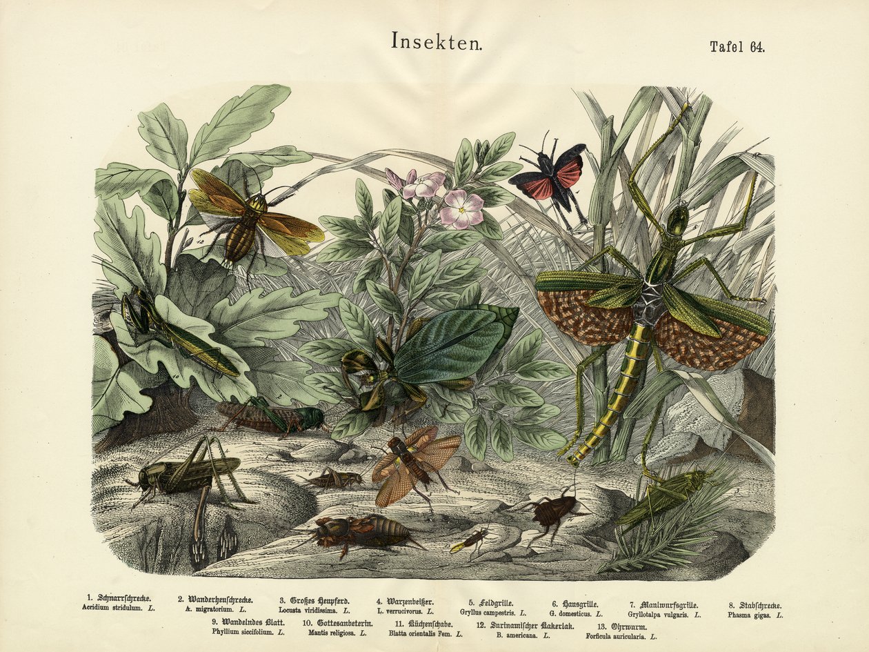 कीड़े, c.1860 द्वारा जर्मन स्कूल