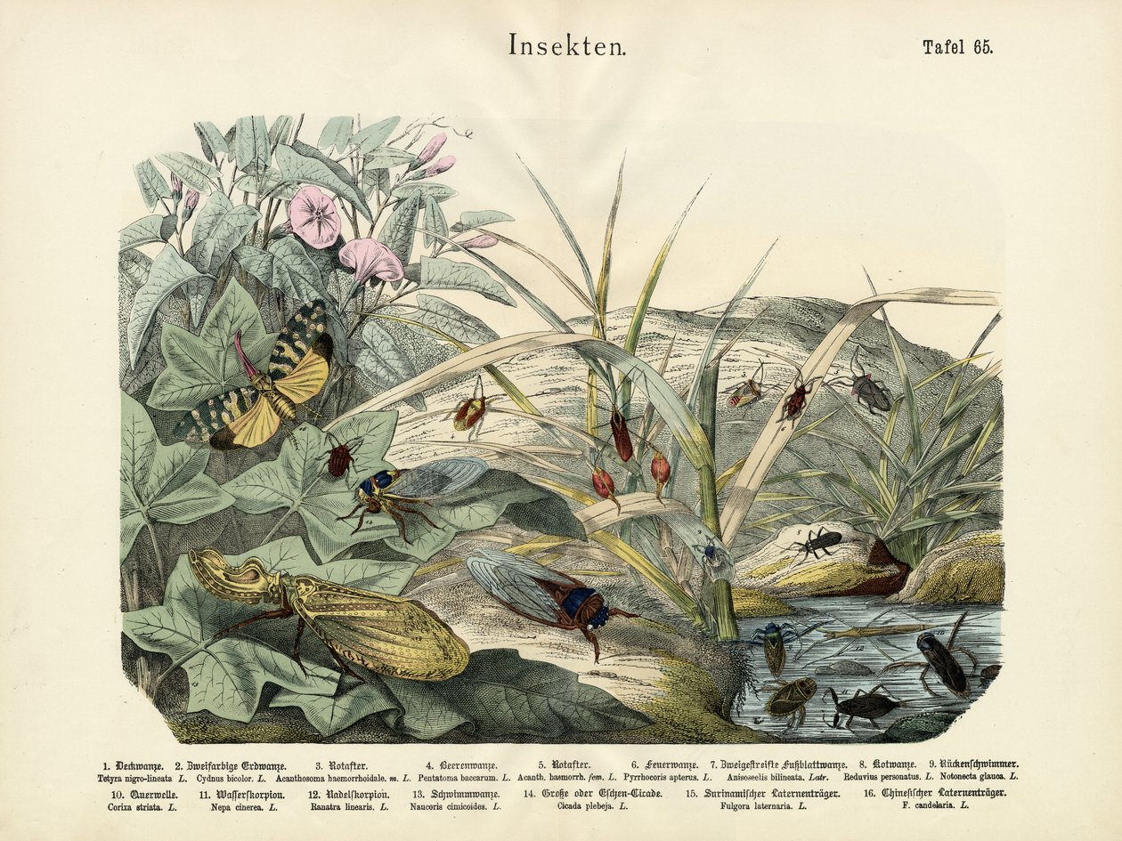 कीड़े, c.1860 द्वारा जर्मन स्कूल