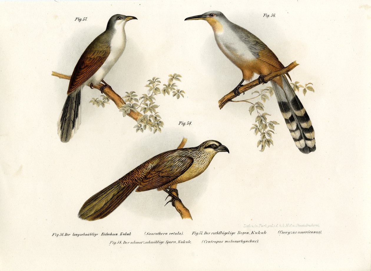 जमैका छिपकली कोयल, 1864 द्वारा जर्मन स्कूल