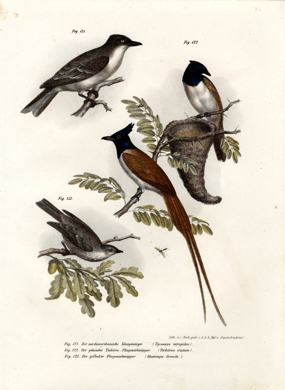 किंग बर्ड, 1864 द्वारा जर्मन स्कूल
