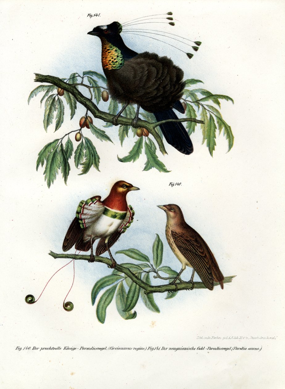 स्वर्ग का राजा पक्षी, 1864 द्वारा जर्मन स्कूल