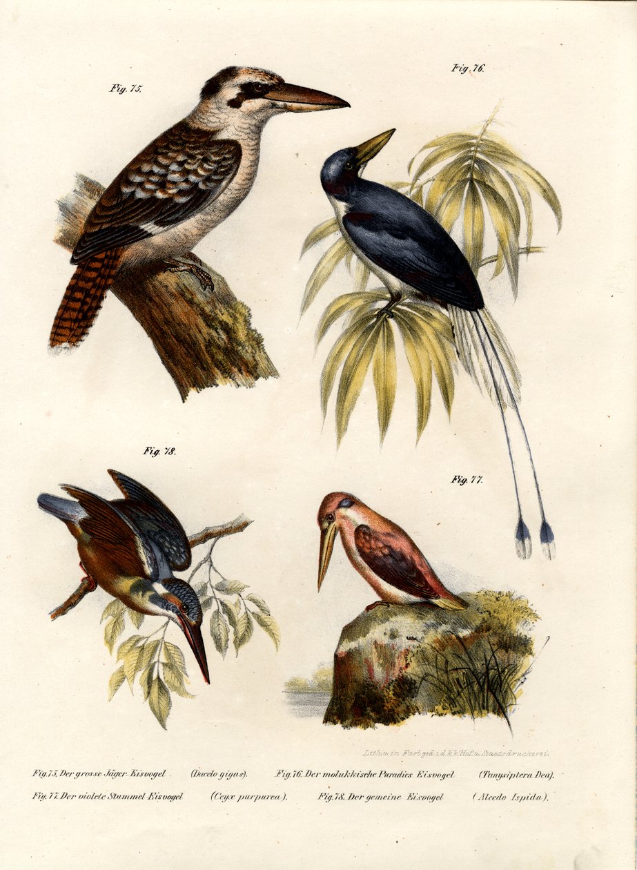 कूकाबुरा, 1864 द्वारा जर्मन स्कूल