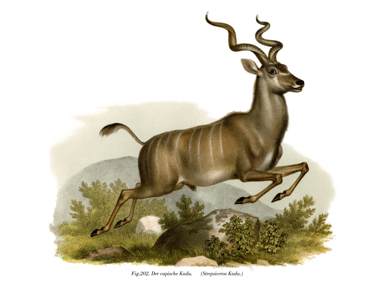 कुडू, 1860 द्वारा जर्मन स्कूल