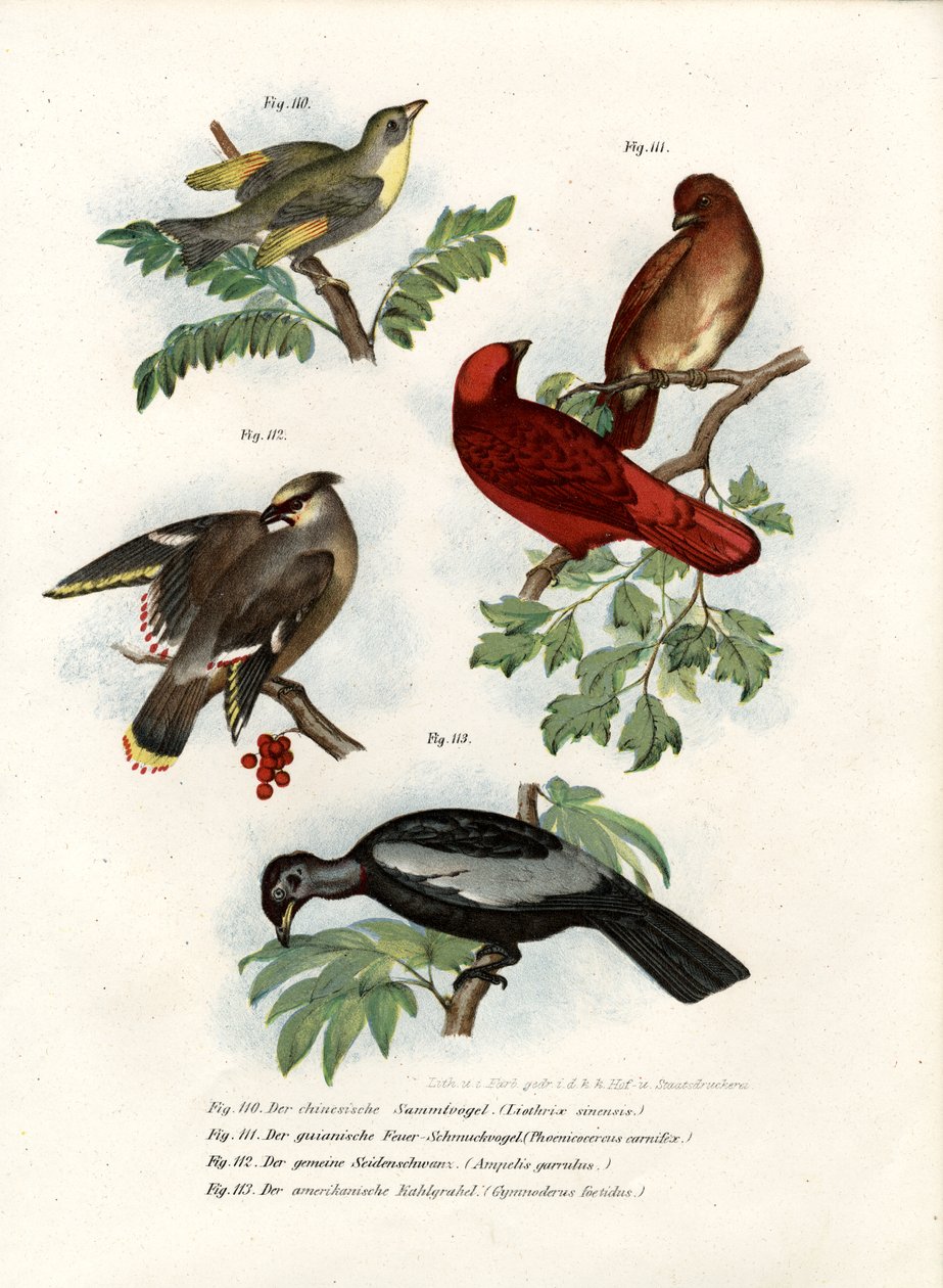 लियोथ्रिक्स बर्ड, 1864 द्वारा जर्मन स्कूल