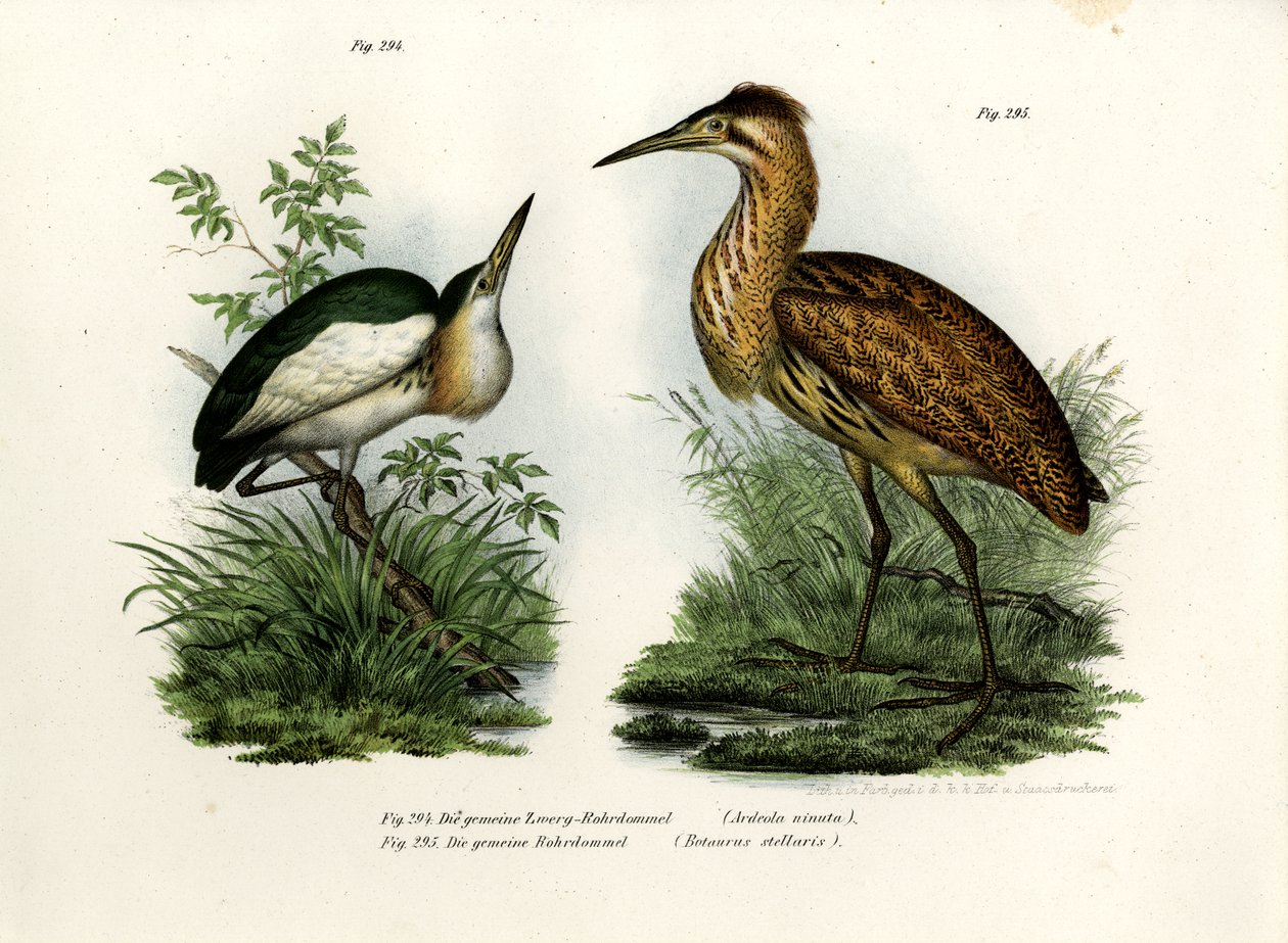 लिटिल बिटर्न, 1864 द्वारा जर्मन स्कूल
