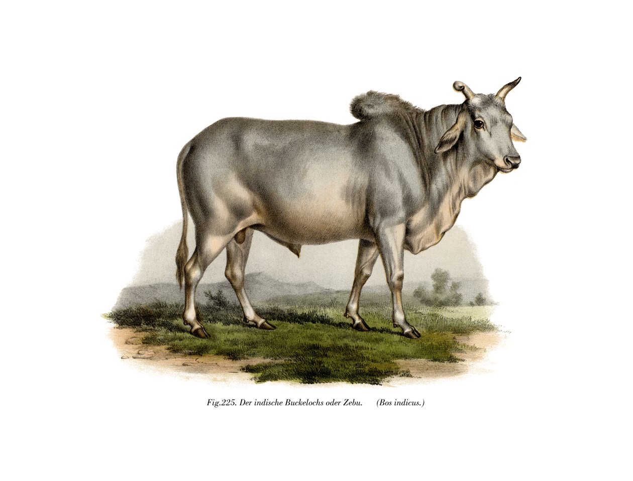 मालियन ज़ेबू गाय, 1860 द्वारा जर्मन स्कूल