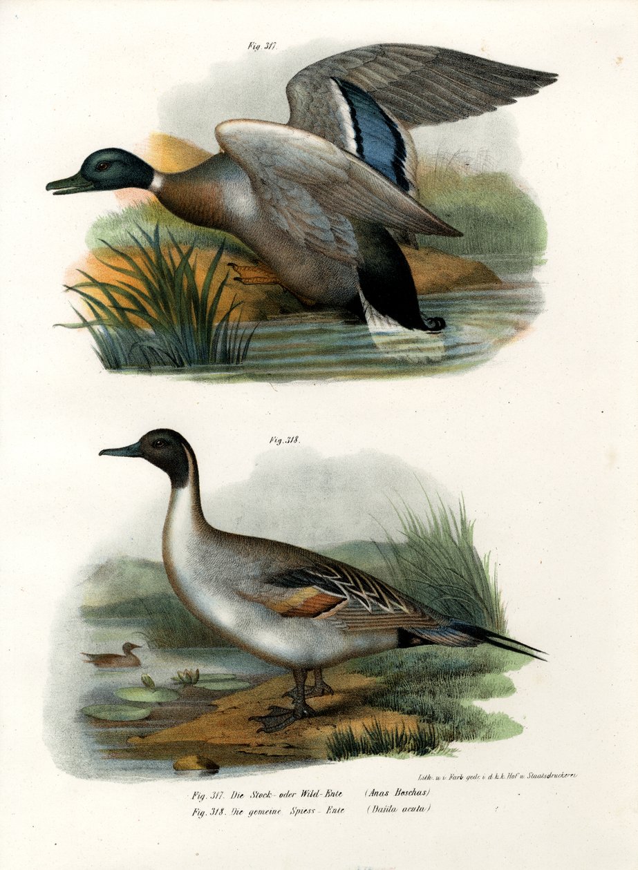 मल्लार्ड, 1864 द्वारा जर्मन स्कूल
